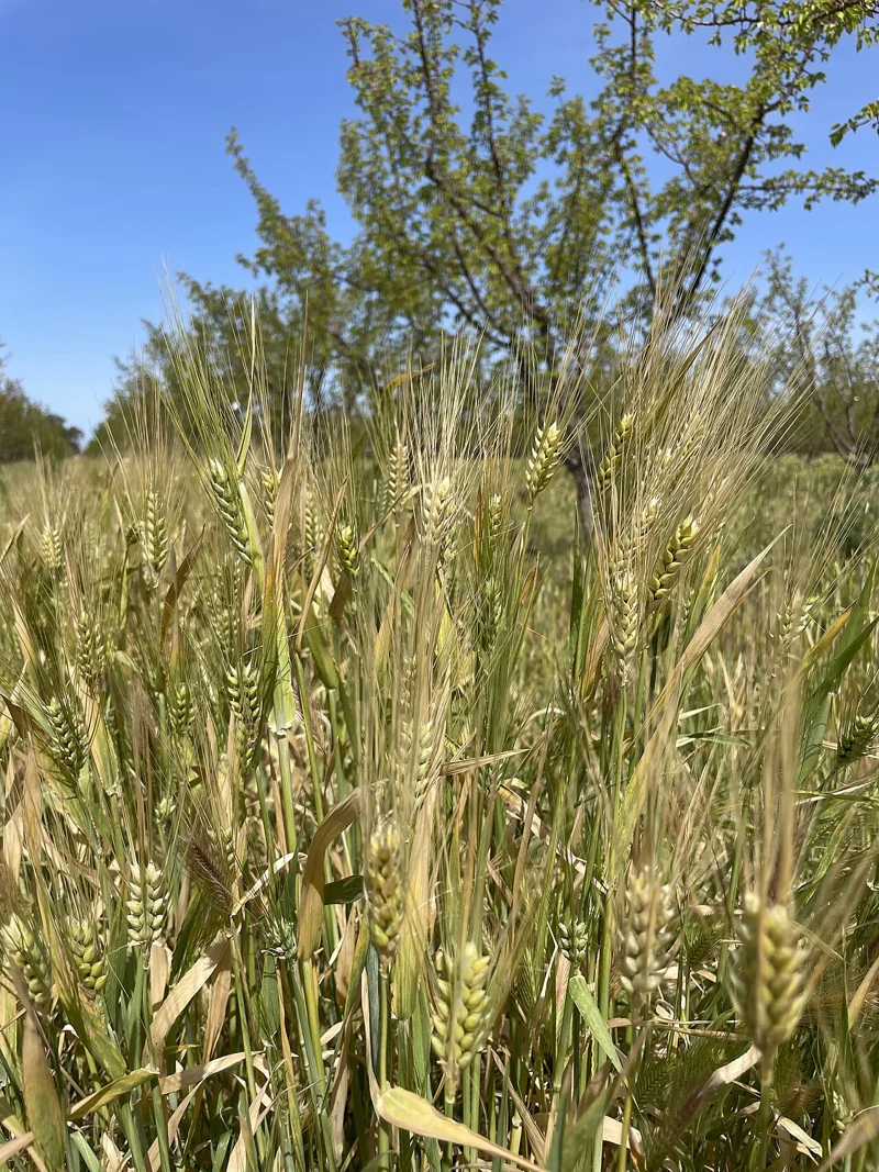Cultivo de cobertura de cebada en un campo