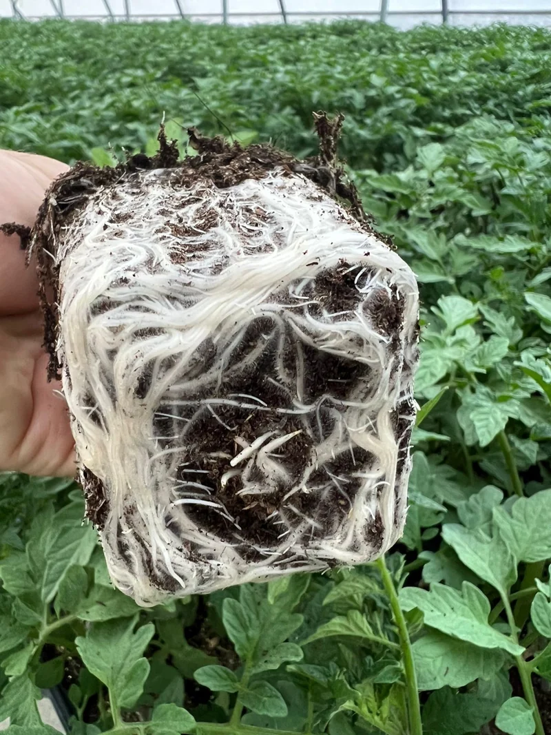 Raíces de un plantín de tomate fuera del recipiente
