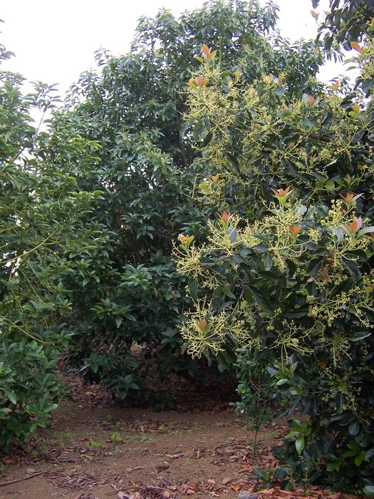 Huerto de paltos como referencia de observación