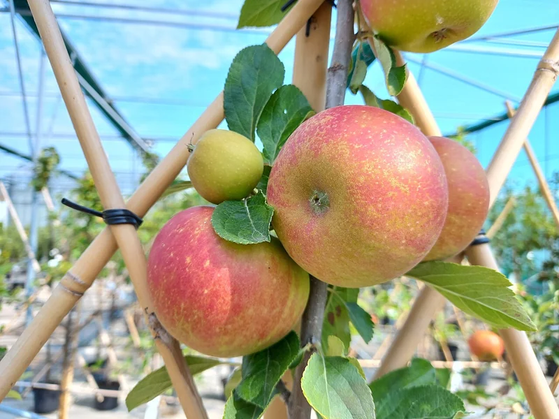 Manzanas y ramas de un frutal conducido en espaldera
